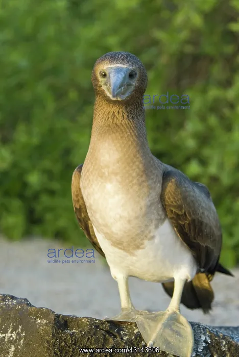 : Blue-footed booby : Blue-footed booby