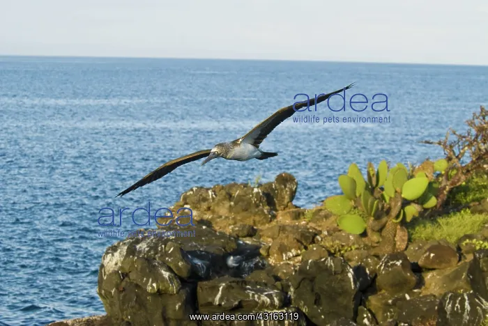 : Blue-footed booby : Blue-footed booby