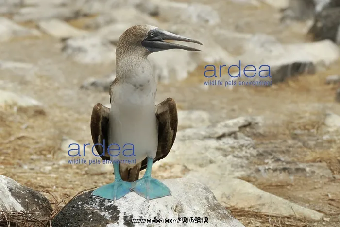: Blue Footed Booby : Blue Footed Booby