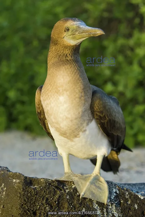 : Blue-footed booby : Blue-footed booby