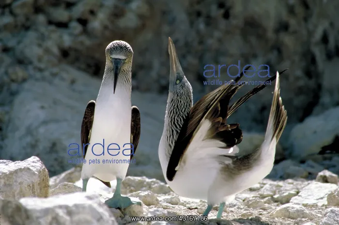 : Blue footed booby : Blue footed booby