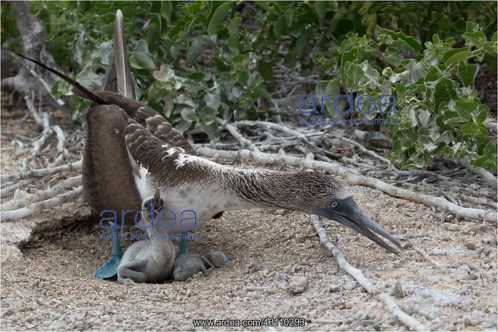 : Blue-footed Booby - An adult with two recently hatched : Blue-footed Booby - An adult with two recently hatched