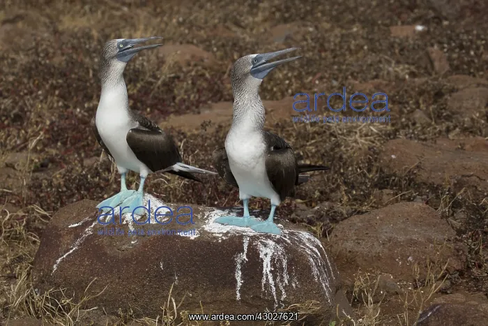 : Blue-footed Booby - Two adults on North Seymour : Blue-footed Booby - Two adults on North Seymour