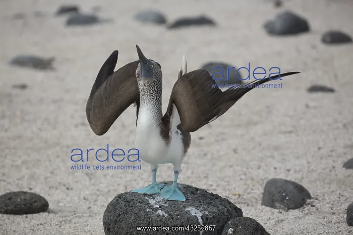  : Blue-footed Booby -An adult on North Seymour Island