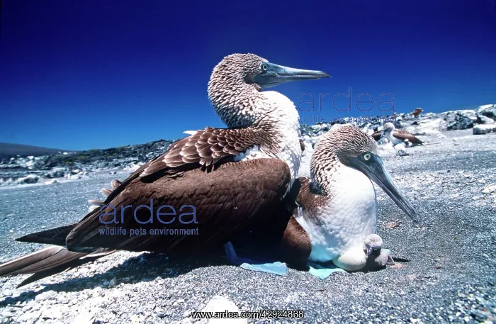 : Blue-footed Booby - with chick : Blue-footed Booby - with chick