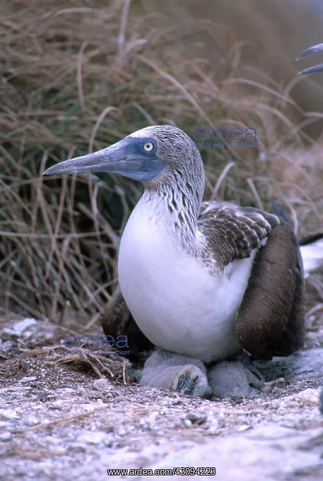 : Blue-footed Booby and Chicks : Blue-footed Booby and Chicks