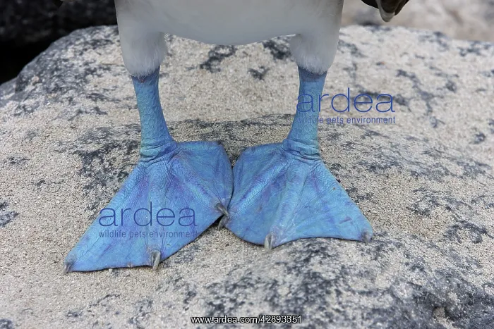 : Blue-Footed Booby - close-up of feed : Blue-Footed Booby - close-up of feed