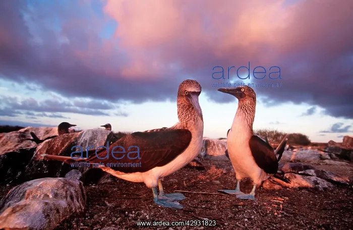  : Blue-footed Booby - courtship display at sunset