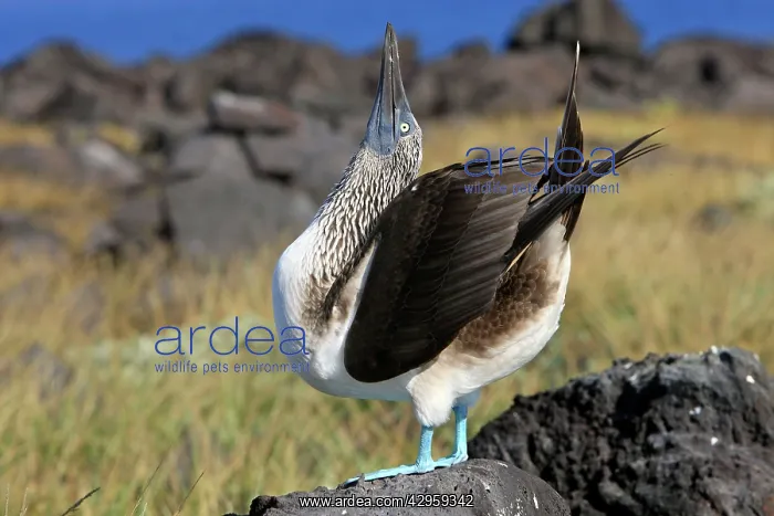 : Blue-footed Booby - display : Blue-footed Booby - display