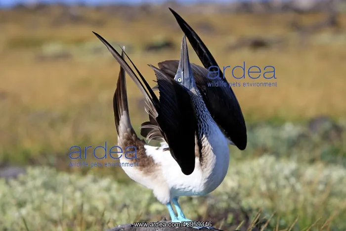 : Blue-footed Booby - display : Blue-footed Booby - display
