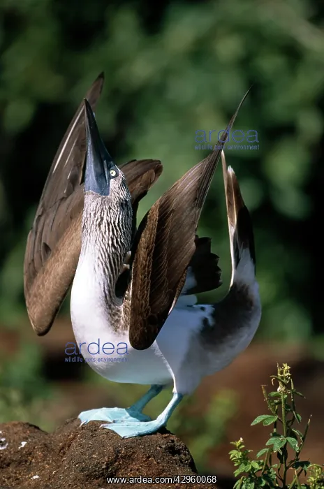 : Blue-Footed Booby - display : Blue-Footed Booby - display