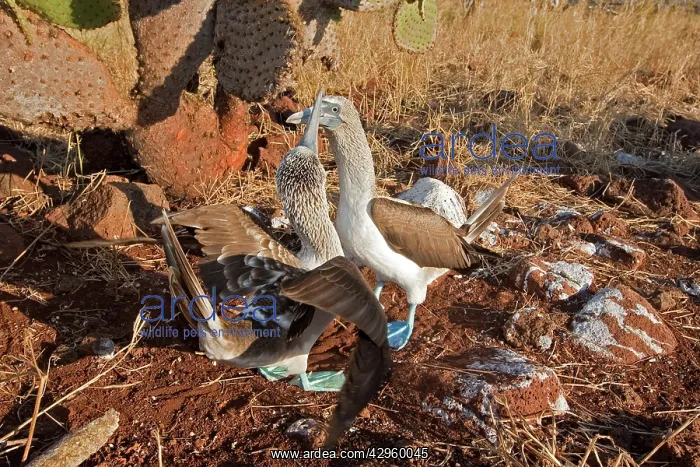 : Blue Footed Booby - displaying : Blue Footed Booby - displaying