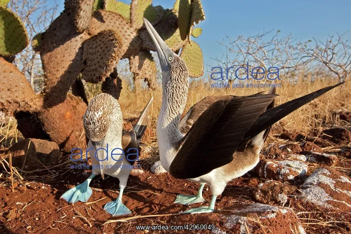 : Blue Footed Booby - displaying : Blue Footed Booby - displaying