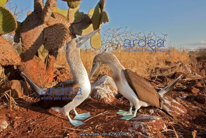 : Blue Footed Booby - displaying : Blue Footed Booby - displaying