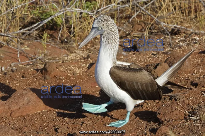 : Blue Footed Booby - displaying : Blue Footed Booby - displaying