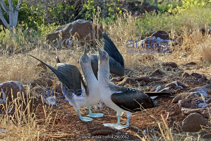 : Blue Footed Booby - displaying : Blue Footed Booby - displaying
