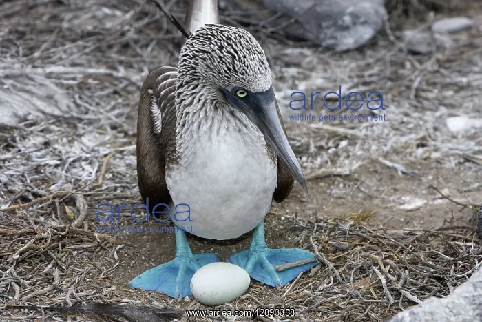 : Blue-Footed Booby - with egg : Blue-Footed Booby - with egg