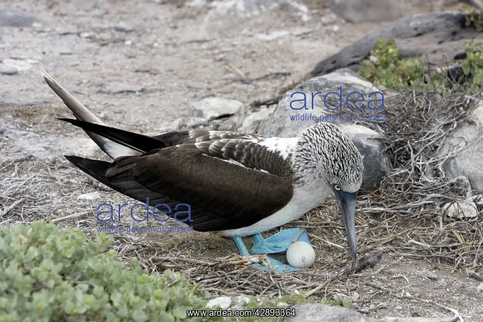 : Blue-Footed Booby - with egg : Blue-Footed Booby - with egg