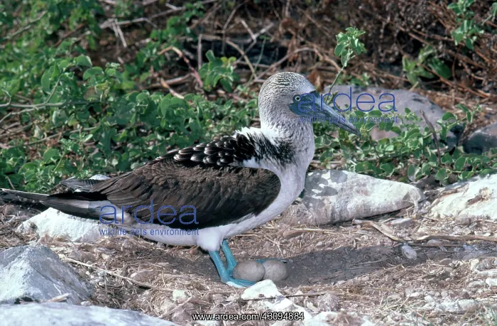 : Blue-Footed Booby with Eggs : Blue-Footed Booby with Eggs