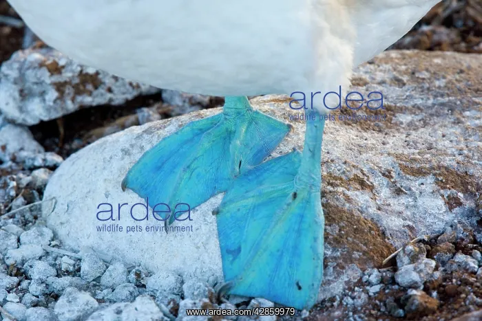 : Blue-footed Booby - endemic Galapagos subspecies. Blue feet : Blue-footed Booby - endemic Galapagos subspecies. Blue feet