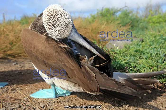 : Blue-footed Booby - Espanola Island : Blue-footed Booby - Espanola Island