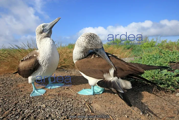 : Blue-footed Booby - Espanola Island : Blue-footed Booby - Espanola Island