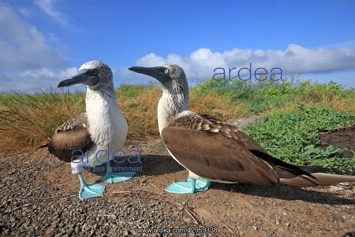 : Blue-footed Booby - Espanola Island : Blue-footed Booby - Espanola Island