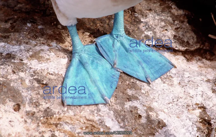 : Blue-Footed Booby - feet : Blue-Footed Booby - feet