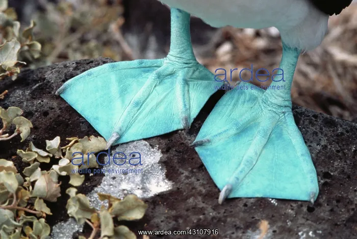 : Blue-footed Booby feet : Blue-footed Booby feet