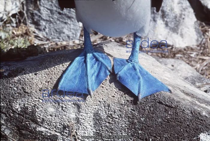 : BLUE-FOOTED BOOBY - Detail of feet : BLUE-FOOTED BOOBY - Detail of feet