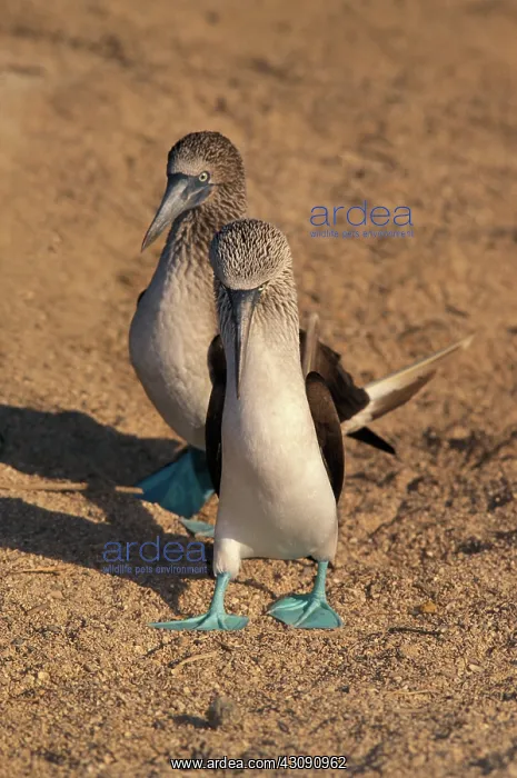 : Blue-footed Booby mating display : Blue-footed Booby mating display