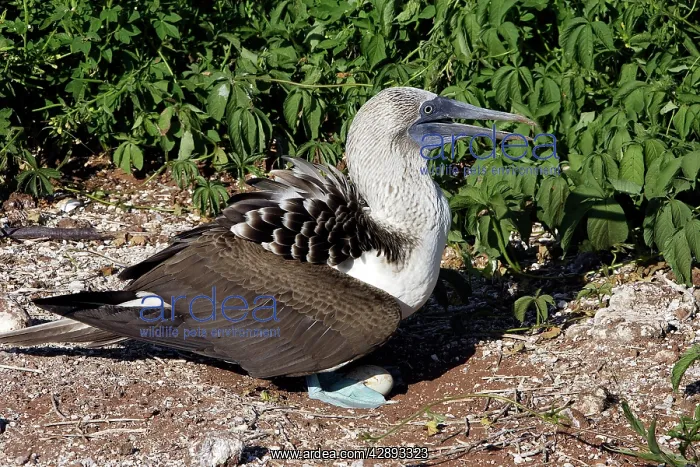 : Blue-Footed Booby - at nest with egg : Blue-Footed Booby - at nest with egg