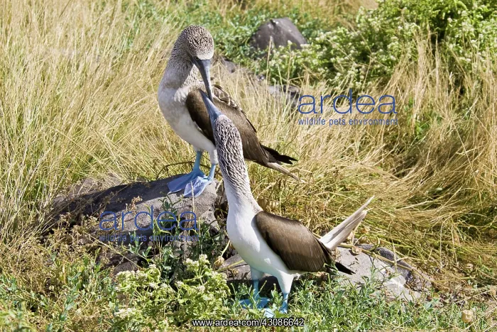 : Blue-footed booby pair : Blue-footed booby pair
