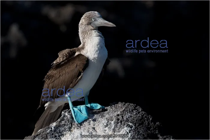 : Blue-footed Booby - Perched on a rock - San Cristobal : Blue-footed Booby - Perched on a rock - San Cristobal