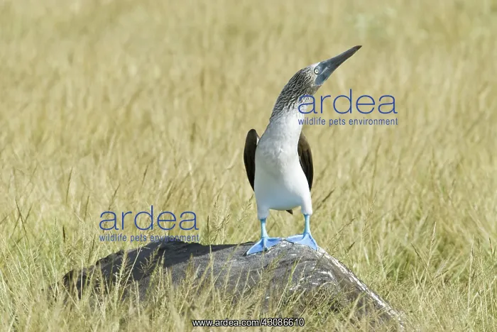 : Blue-footed booby on rock : Blue-footed booby on rock