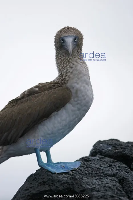  : Blue-footed Booby (Sula nebouxii)