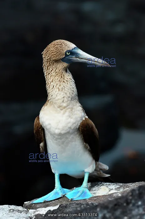 : Blue-footed booby (Sula nebouxii). Galapagos Arc : Blue-footed booby (Sula nebouxii). Galapagos Arc