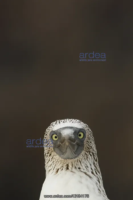  : Blue-footed booby (Sula nebouxii), Isla Isabella
