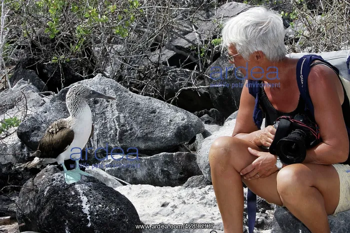 : Blue-Footed Booby - with tourist : Blue-Footed Booby - with tourist