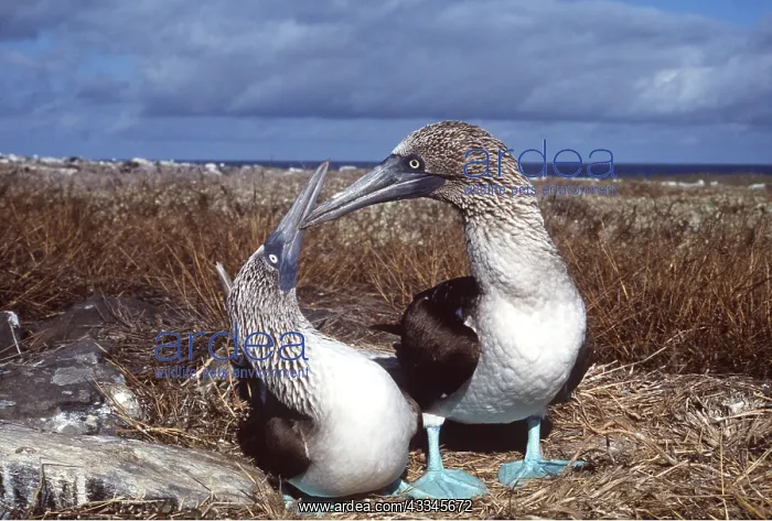 : BLUE-FOOTED BOOBY - two, courtship : BLUE-FOOTED BOOBY - two, courtship