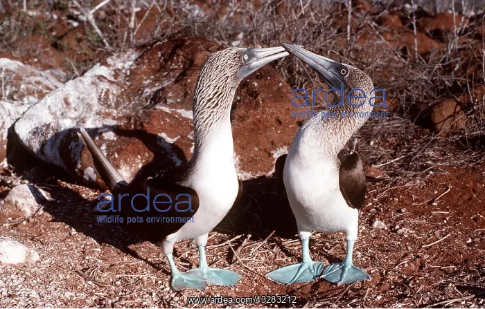 : BLUE-FOOTED BOOBY - two, touching beaks, facing each other : BLUE-FOOTED BOOBY - two, touching beaks, facing each other