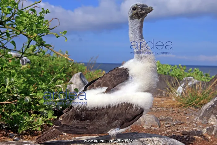  : Blue-footed Booby - young