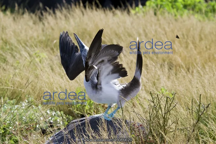 : Blue-footed courtship behavior : Blue-footed courtship behavior
