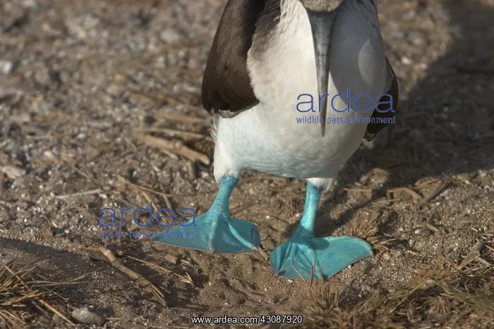  : Blue-footy Booby courtship dance
