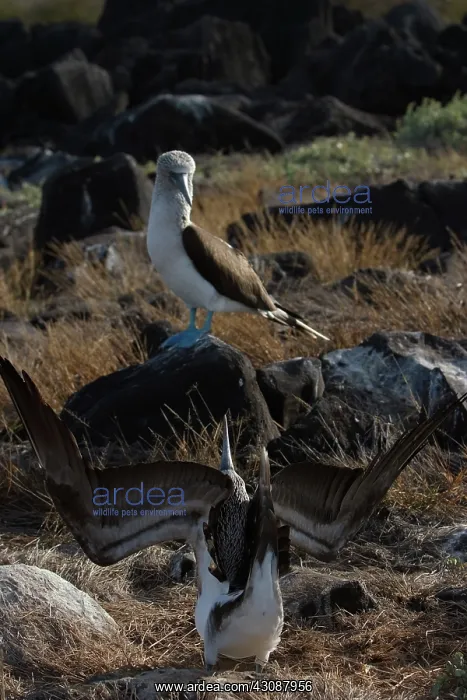 : Blue-footy Booby courtship dance : Blue-footy Booby courtship dance