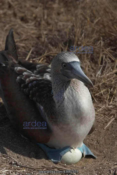 : Blue-footy Booby at nest with egg : Blue-footy Booby at nest with egg