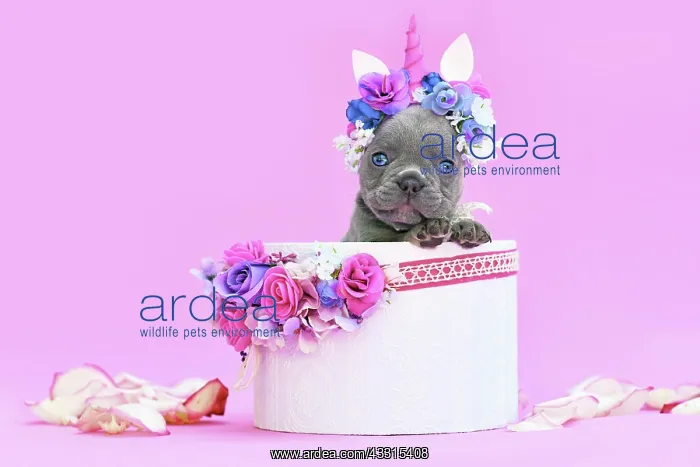 : Blue French Bulldog dog puppy with unicorn headband : Blue French Bulldog dog puppy with unicorn headband