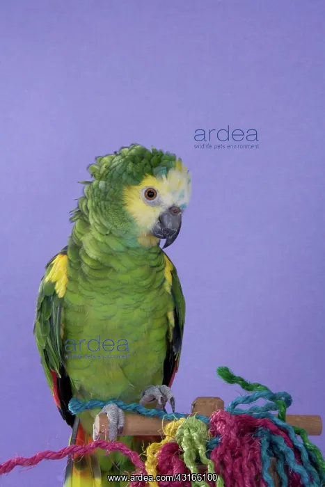 : Blue-fronted Amazon : Blue-fronted Amazon