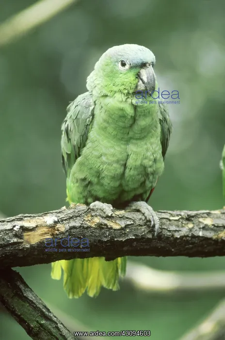  : Blue-fronted Amazon (Amazona aestiva)