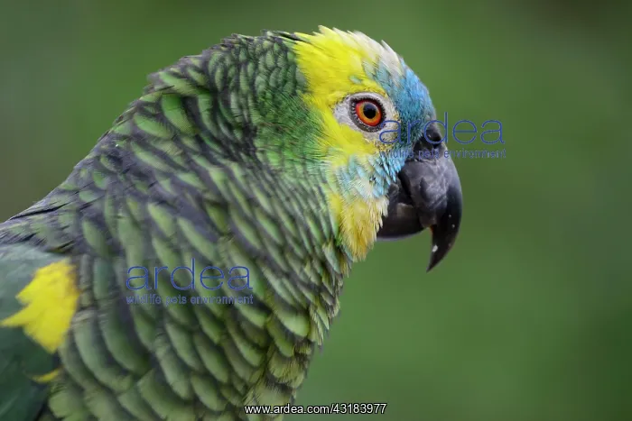: Blue-fronted amazon (Amazona aestiva), portrait : Blue-fronted amazon (Amazona aestiva), portrait